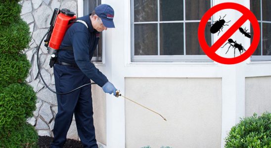Kalabak Kene İlaçlama böcek ilaçlama ve haşere kontrolü — ilaclama-tr.com